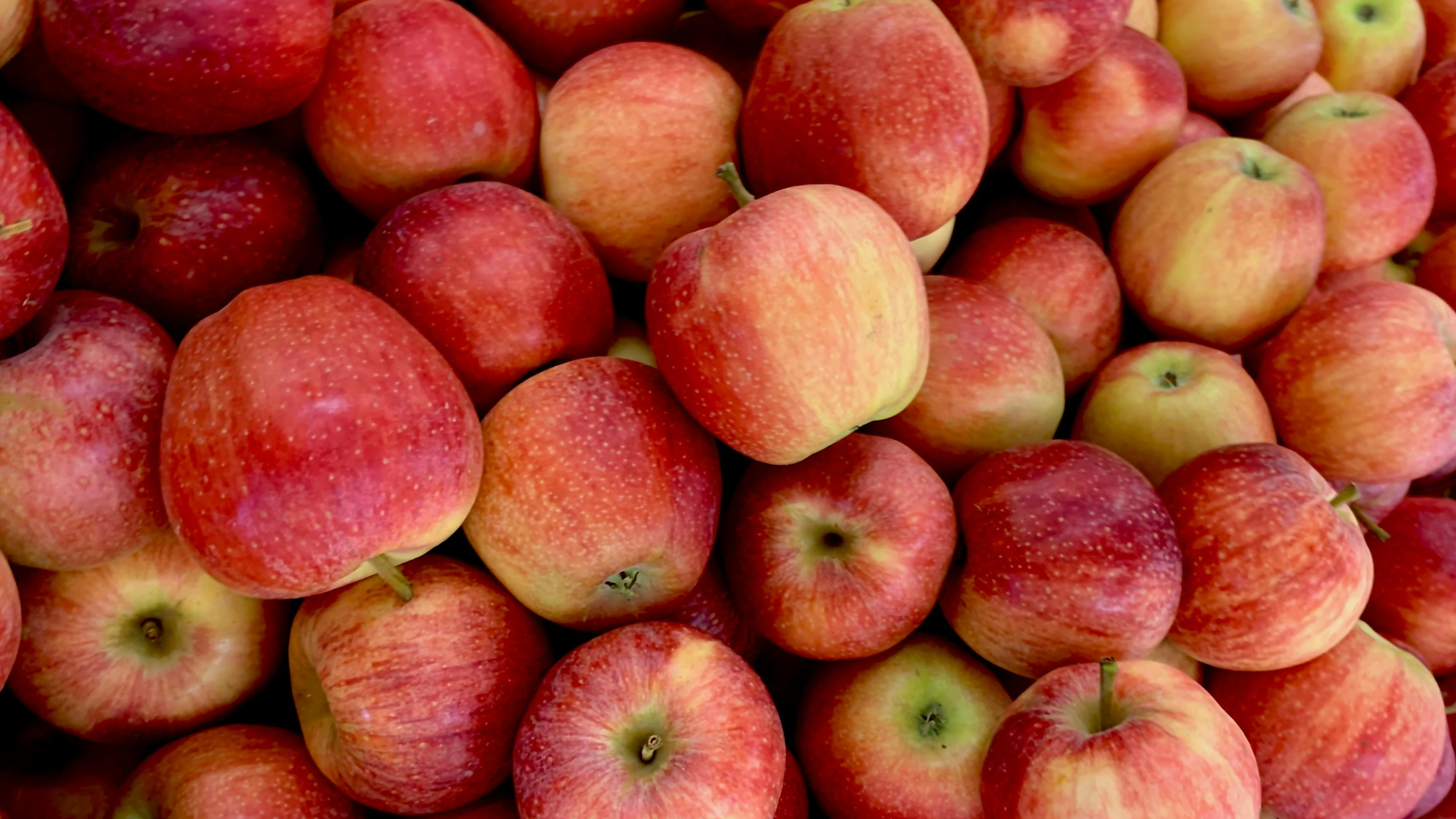 Pommes rouges dans un palox