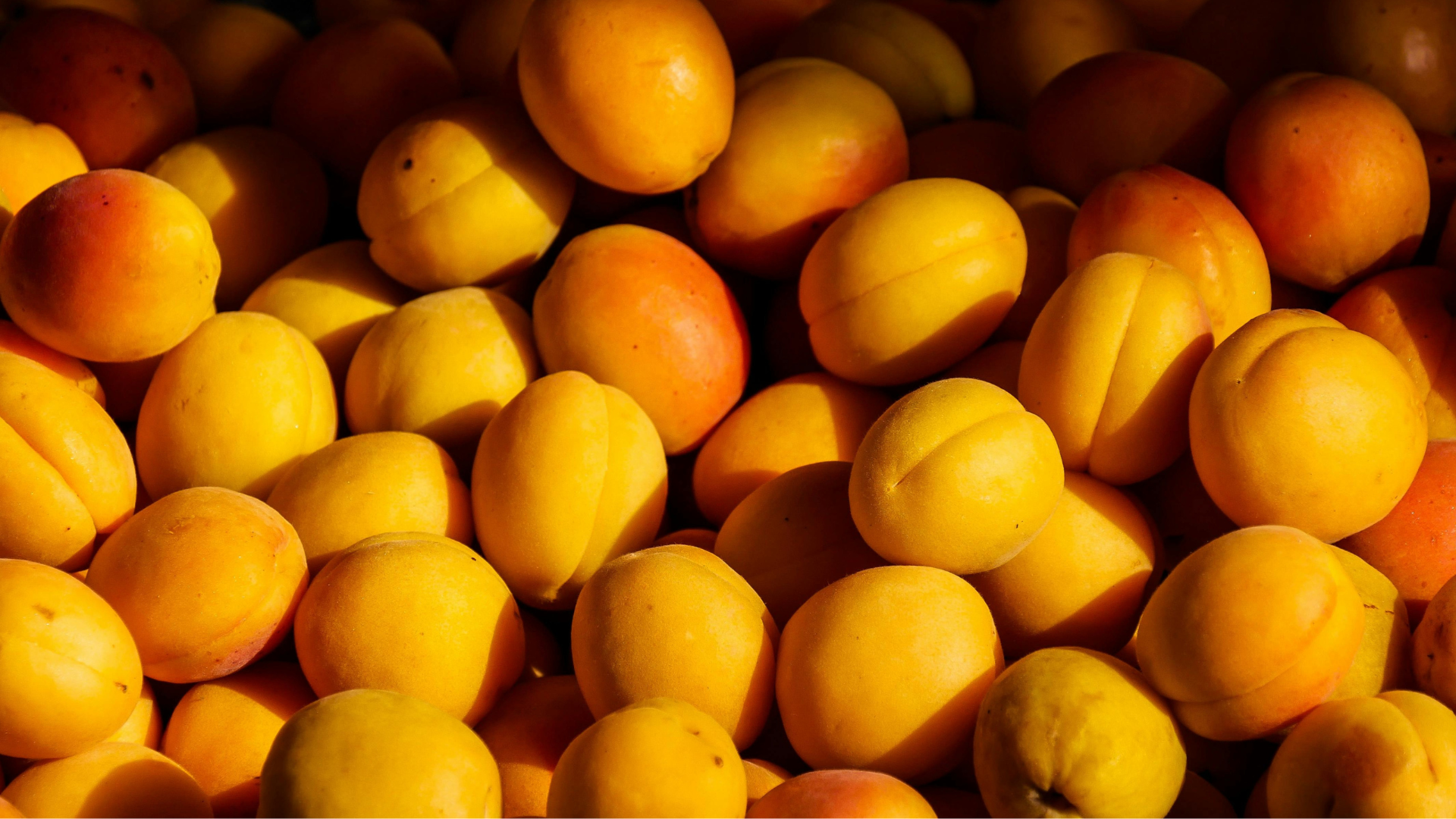 fruits abricots dans un palox avec la lumière qui reflète