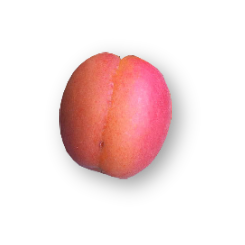 abricots locaux variété flavor cot