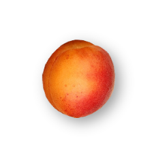 abricots variété bergarouge