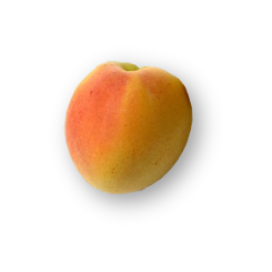 abricot variété bergeron