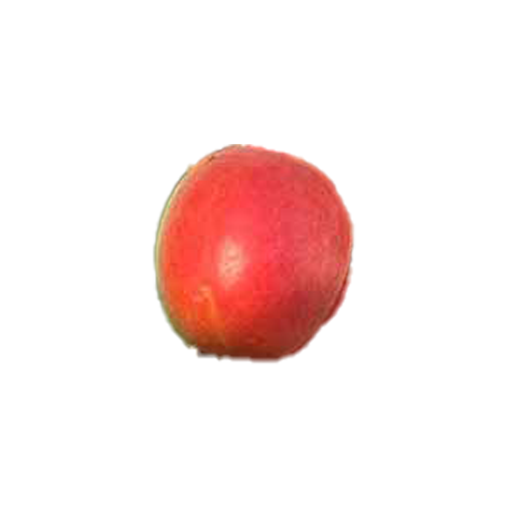 abricot variété kosmos