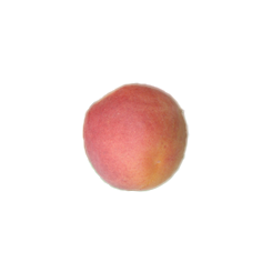 abricot variété lido
