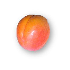 abricot variété orangered