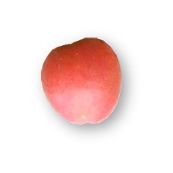 abricot variété perle cot
