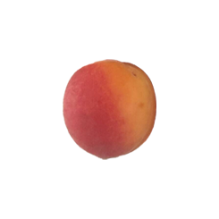 abricot variété Sefora