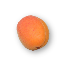 abricot variété vertige