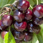 cerises variété noire de meched