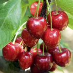 Cerise variété summit