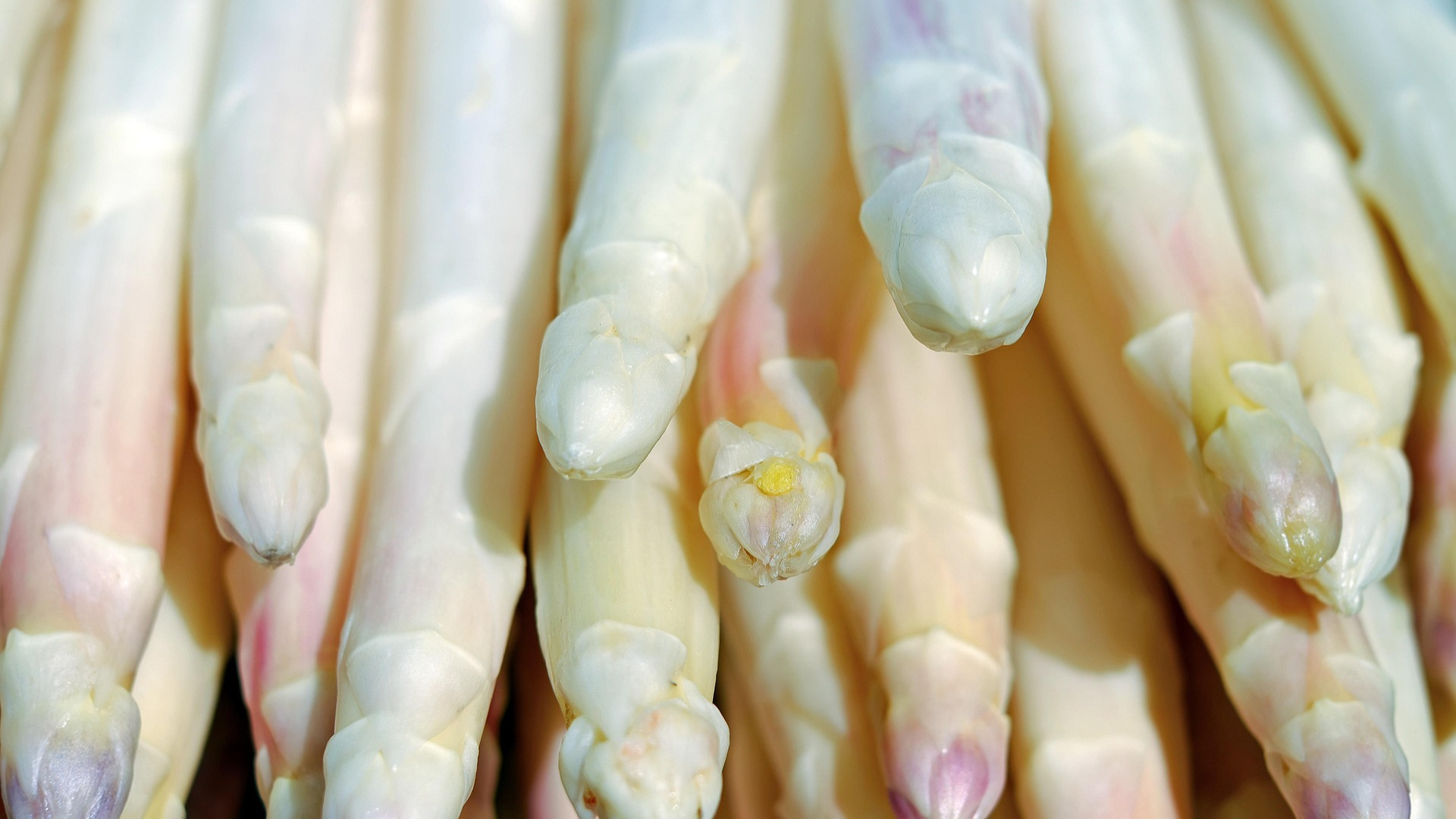 botte d'asperges blanches