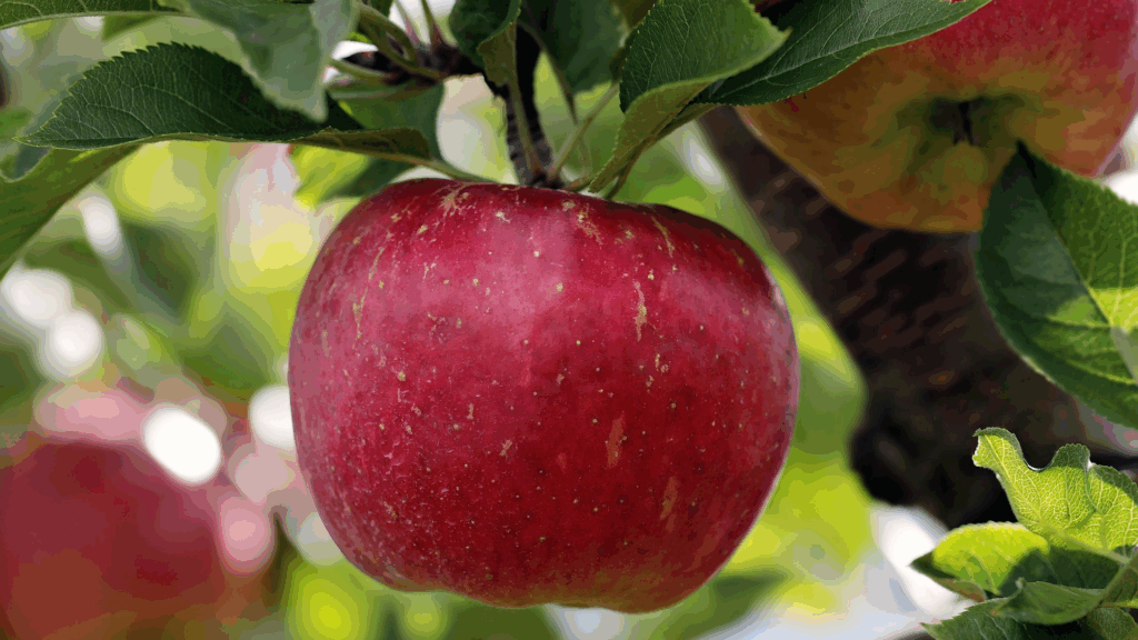 pomme sur un pommier