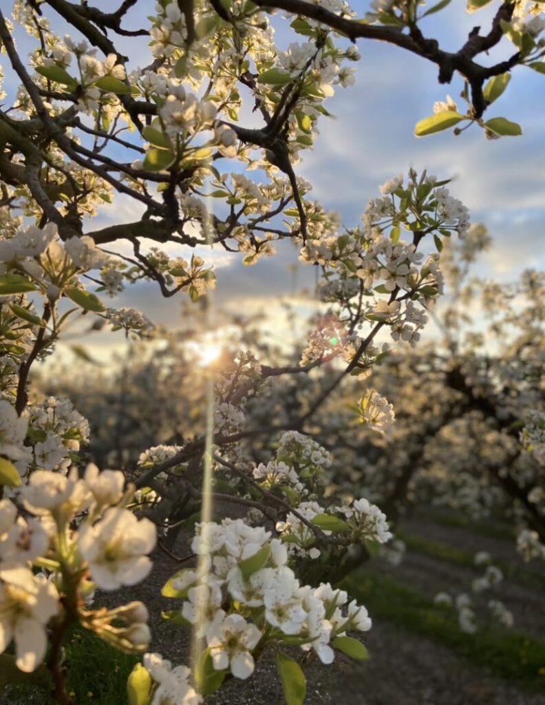 poirier en fleur au lever du soleil