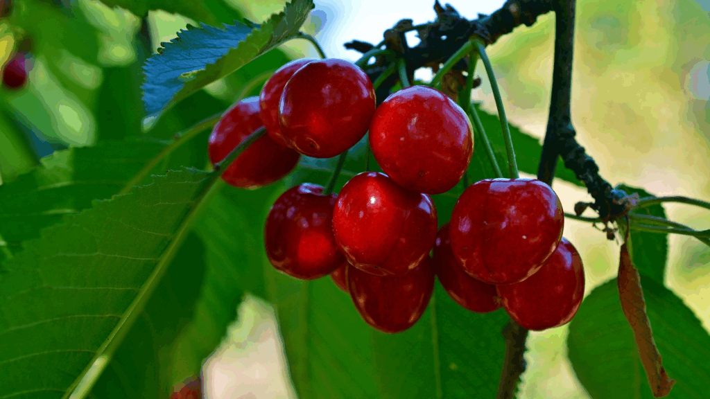 Branche de cerisier remplie de cerises rouges brillantes au soleil