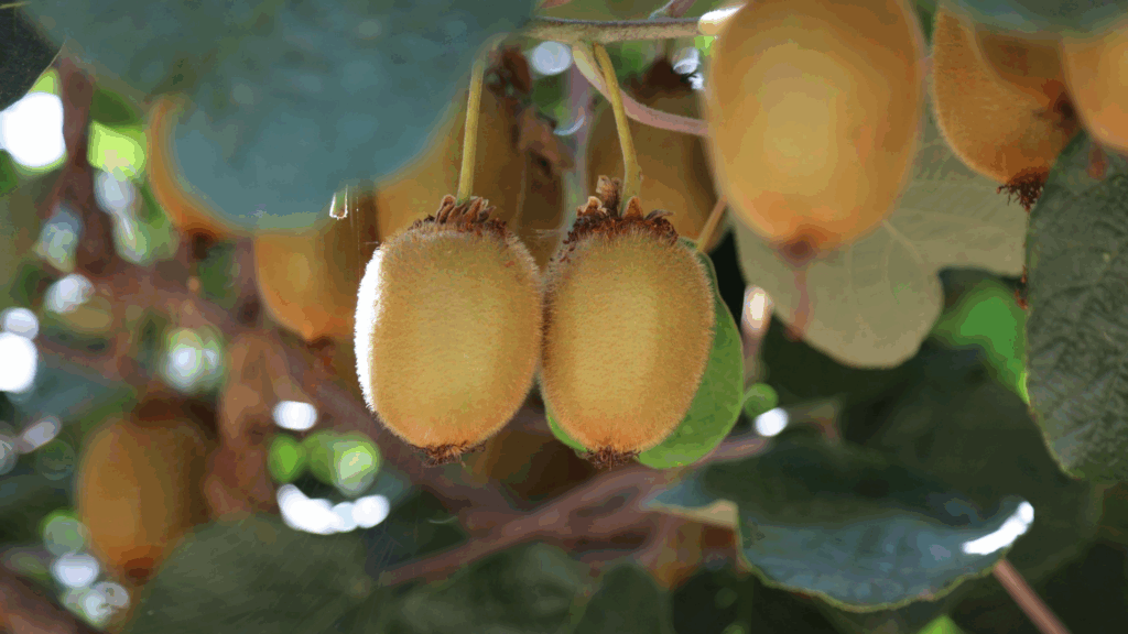 actinidia (arbre à kiwis) avec plein de kiwis prêts à être récoltés