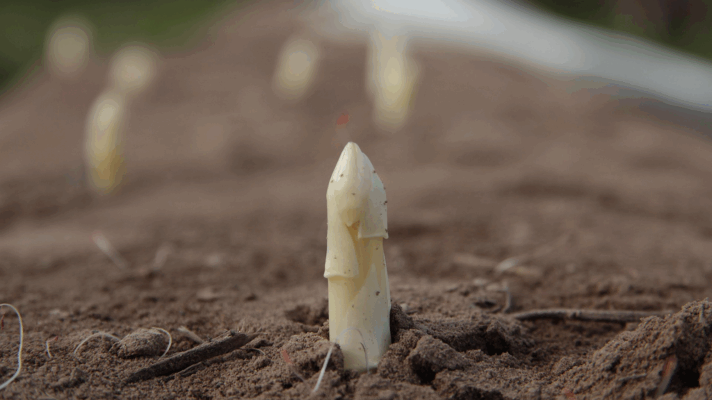 asperge blanche qui sort de la terre