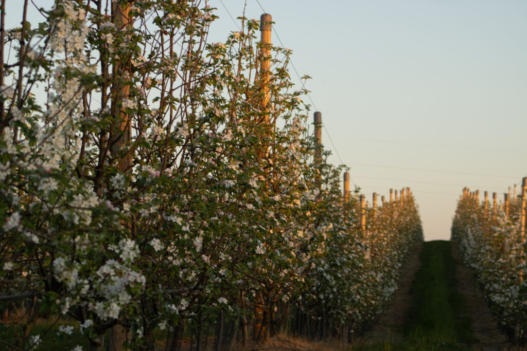 Une allée de pommiers en fleurs au couché de soleil