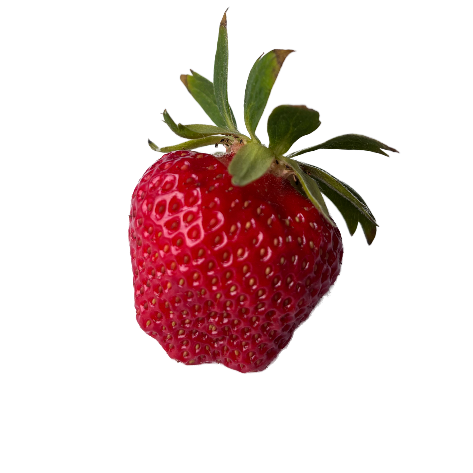 une fraise variété dely