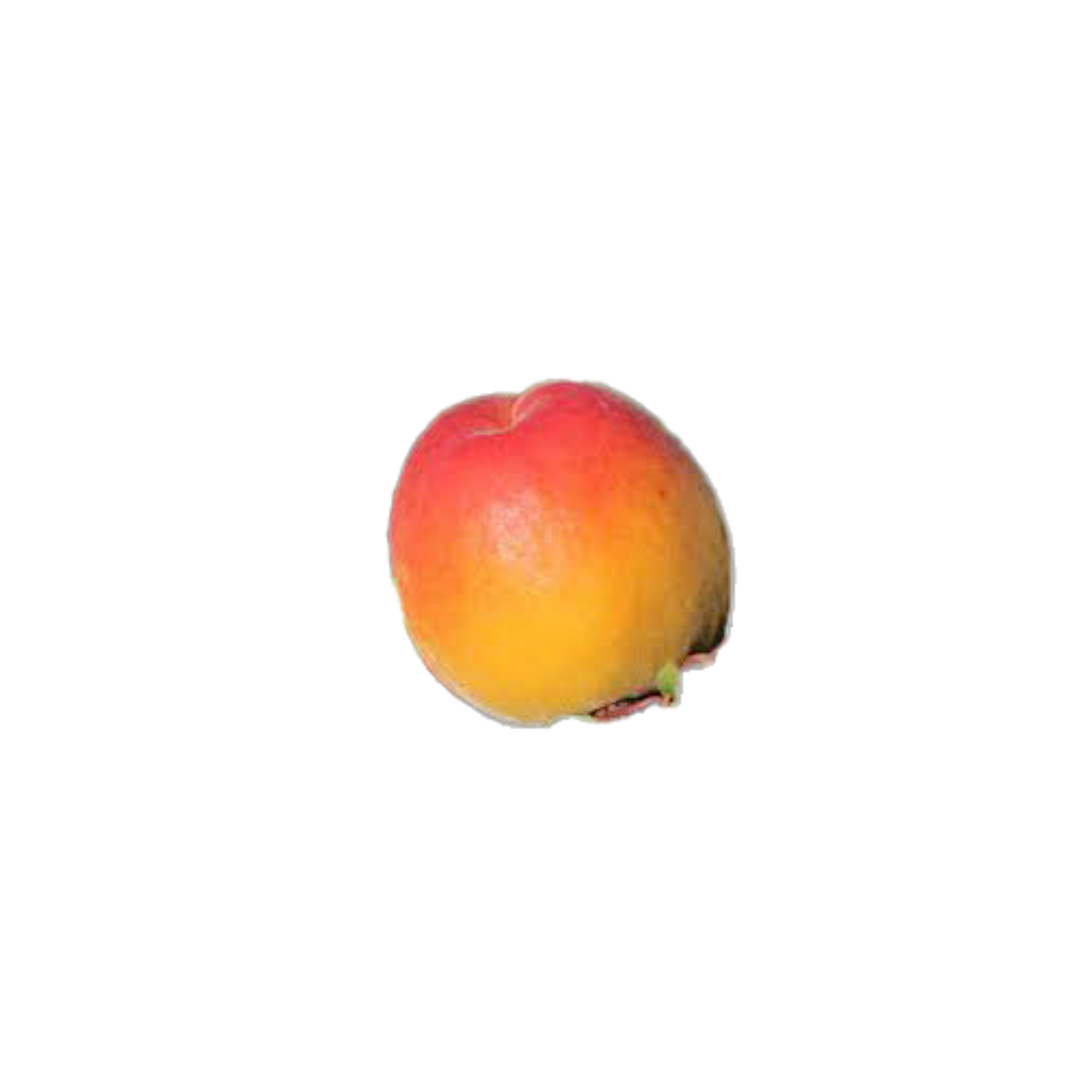 abricot variété kioto
